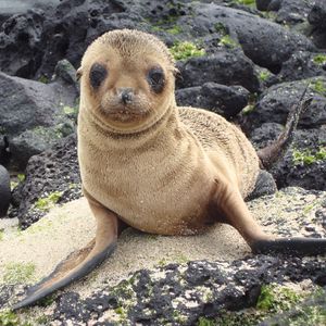 Preview wallpaper sea lion, galapagos islands, look