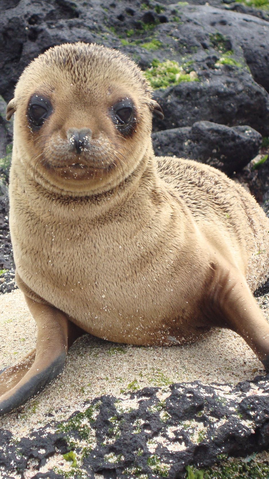 Download wallpaper 938x1668 sea lion, galapagos islands, look iphone  8/7/6s/6 for parallax hd background
