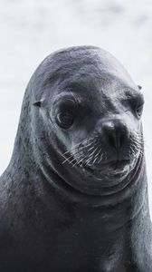 Preview wallpaper sea lion, muzzle, wet