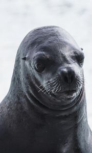 Preview wallpaper sea lion, muzzle, wet