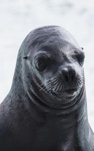 Preview wallpaper sea lion, muzzle, wet