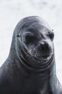 Preview wallpaper sea lion, muzzle, wet