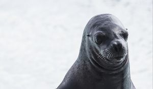 Preview wallpaper sea lion, muzzle, wet