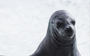 Preview wallpaper sea lion, muzzle, wet