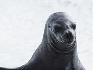 Preview wallpaper sea lion, muzzle, wet