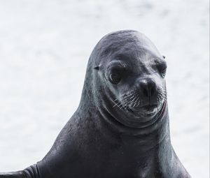 Preview wallpaper sea lion, muzzle, wet