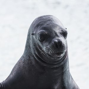 Preview wallpaper sea lion, muzzle, wet