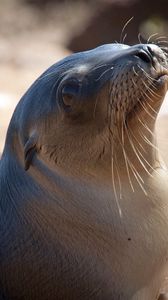 Preview wallpaper sea lion, seal, head, smooth