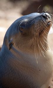 Preview wallpaper sea lion, seal, head, smooth