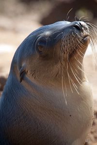 Preview wallpaper sea lion, seal, head, smooth