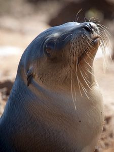 Preview wallpaper sea lion, seal, head, smooth