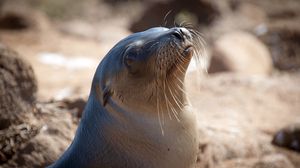 Preview wallpaper sea lion, seal, head, smooth