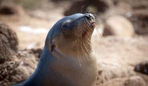 Preview wallpaper sea lion, seal, head, smooth