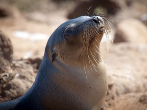 Preview wallpaper sea lion, seal, head, smooth