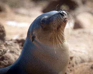 Preview wallpaper sea lion, seal, head, smooth