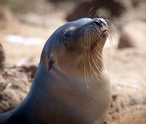 Preview wallpaper sea lion, seal, head, smooth