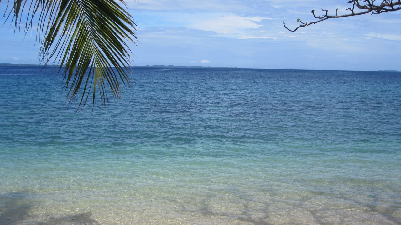 Wallpaper sea, palm branch, nature