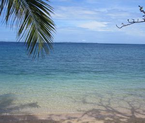 Preview wallpaper sea, palm branch, nature