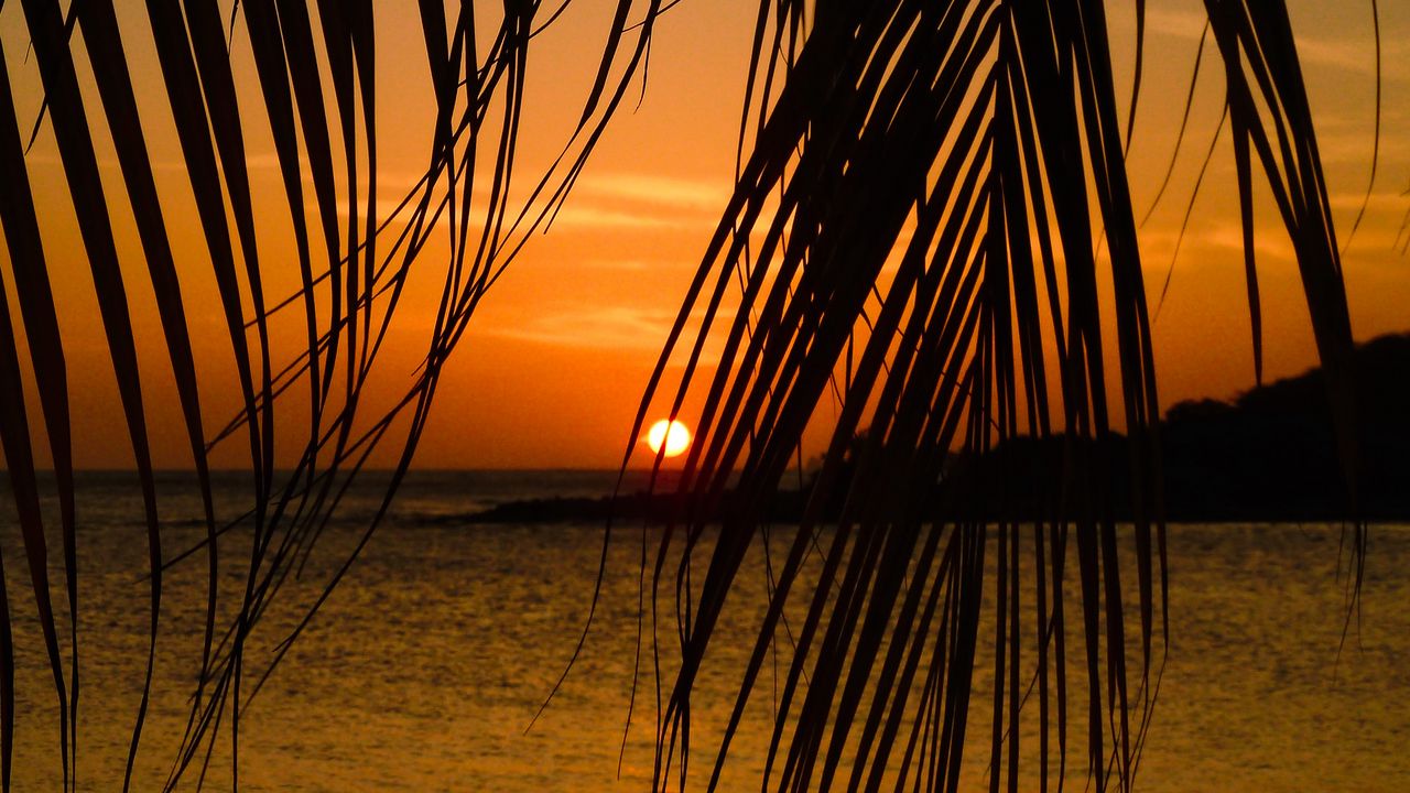 Wallpaper sea, palm tree, branch, sunset, tropics