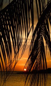 Preview wallpaper sea, palm tree, branch, sunset, tropics