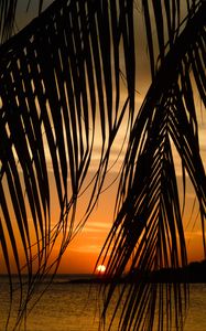 Preview wallpaper sea, palm tree, branch, sunset, tropics