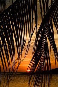 Preview wallpaper sea, palm tree, branch, sunset, tropics