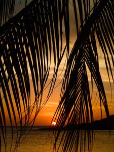 Preview wallpaper sea, palm tree, branch, sunset, tropics