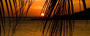 Preview wallpaper sea, palm tree, branch, sunset, tropics