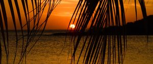 Preview wallpaper sea, palm tree, branch, sunset, tropics