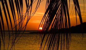 Preview wallpaper sea, palm tree, branch, sunset, tropics