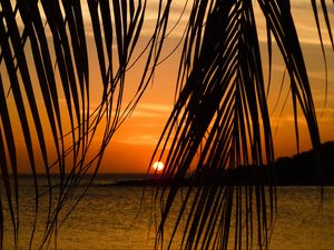 Preview wallpaper sea, palm tree, branch, sunset, tropics