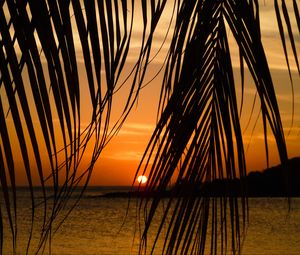 Preview wallpaper sea, palm tree, branch, sunset, tropics