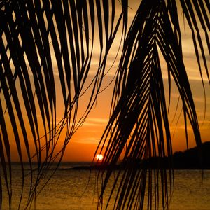 Preview wallpaper sea, palm tree, branch, sunset, tropics
