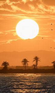 Preview wallpaper sea, palm trees, sunset, sun, birds