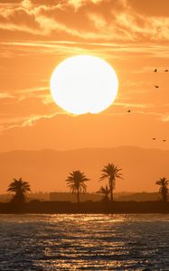 Preview wallpaper sea, palm trees, sunset, sun, birds