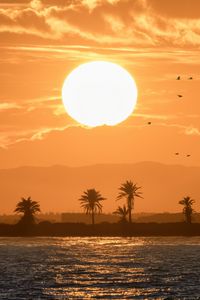 Preview wallpaper sea, palm trees, sunset, sun, birds