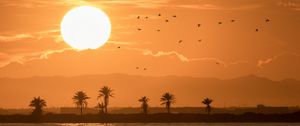 Preview wallpaper sea, palm trees, sunset, sun, birds