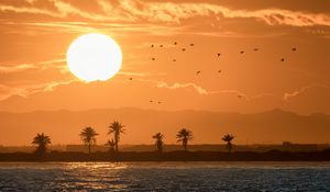 Preview wallpaper sea, palm trees, sunset, sun, birds