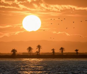 Preview wallpaper sea, palm trees, sunset, sun, birds