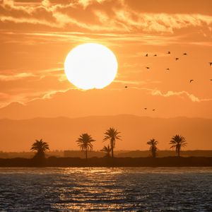 Preview wallpaper sea, palm trees, sunset, sun, birds