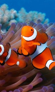 Preview wallpaper sea, reef, coral, fish, sea anemones, clown