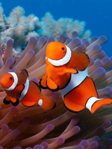 Preview wallpaper sea, reef, coral, fish, sea anemones, clown