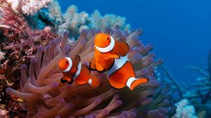 Preview wallpaper sea, reef, coral, fish, sea anemones, clown