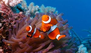 Preview wallpaper sea, reef, coral, fish, sea anemones, clown