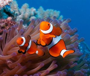 Preview wallpaper sea, reef, coral, fish, sea anemones, clown