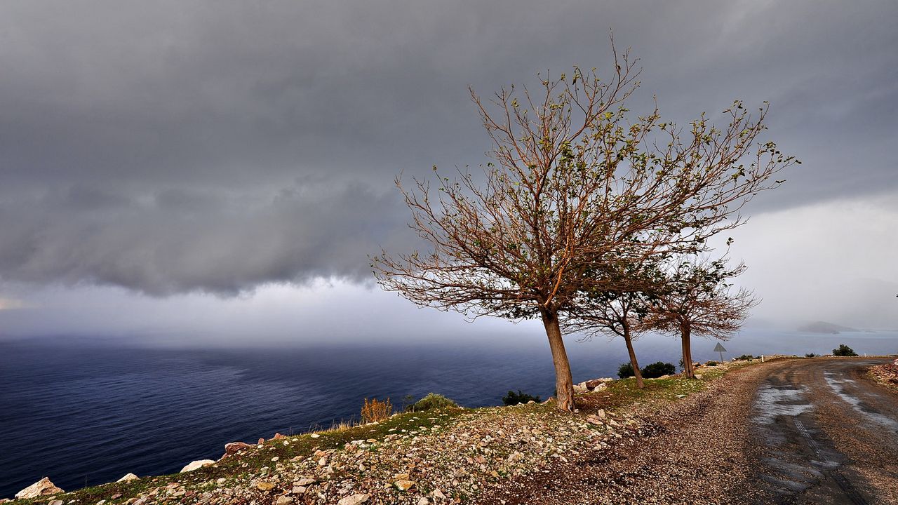 Wallpaper sea, road, tree, landscape