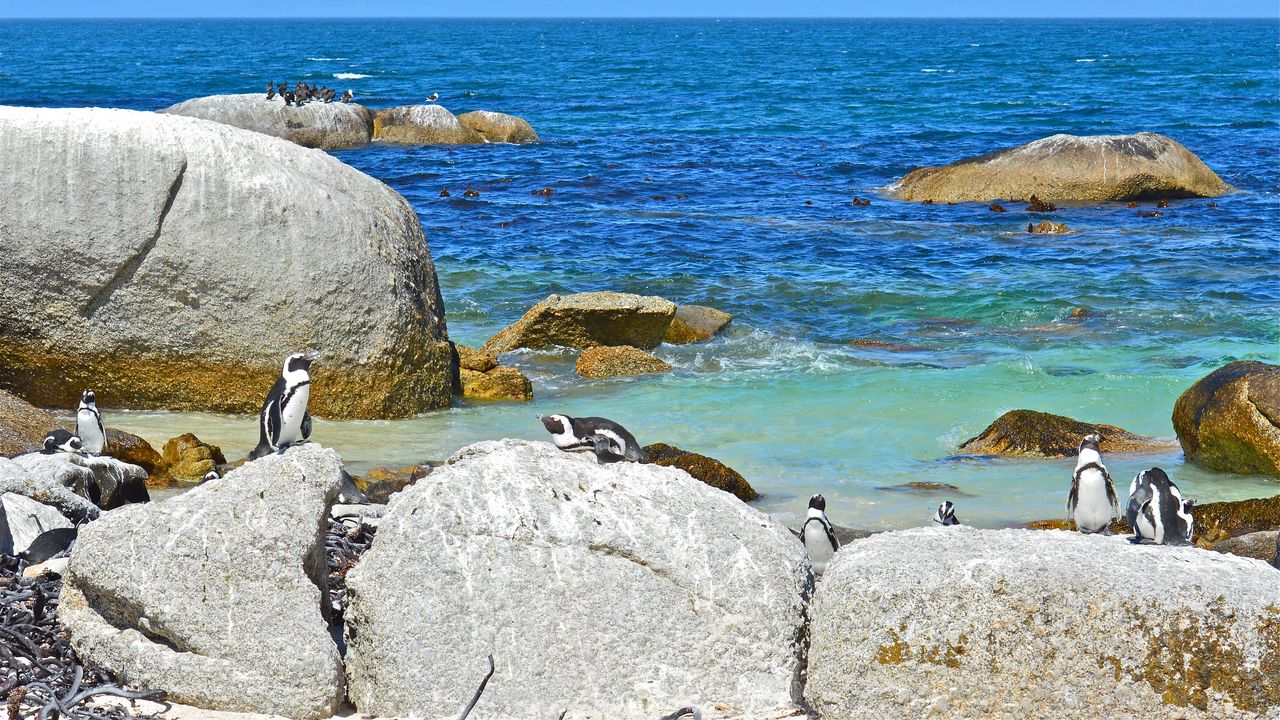 Wallpaper sea, rocks, penguins, landscape