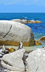 Preview wallpaper sea, rocks, penguins, landscape