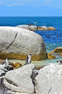 Preview wallpaper sea, rocks, penguins, landscape