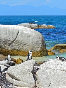 Preview wallpaper sea, rocks, penguins, landscape